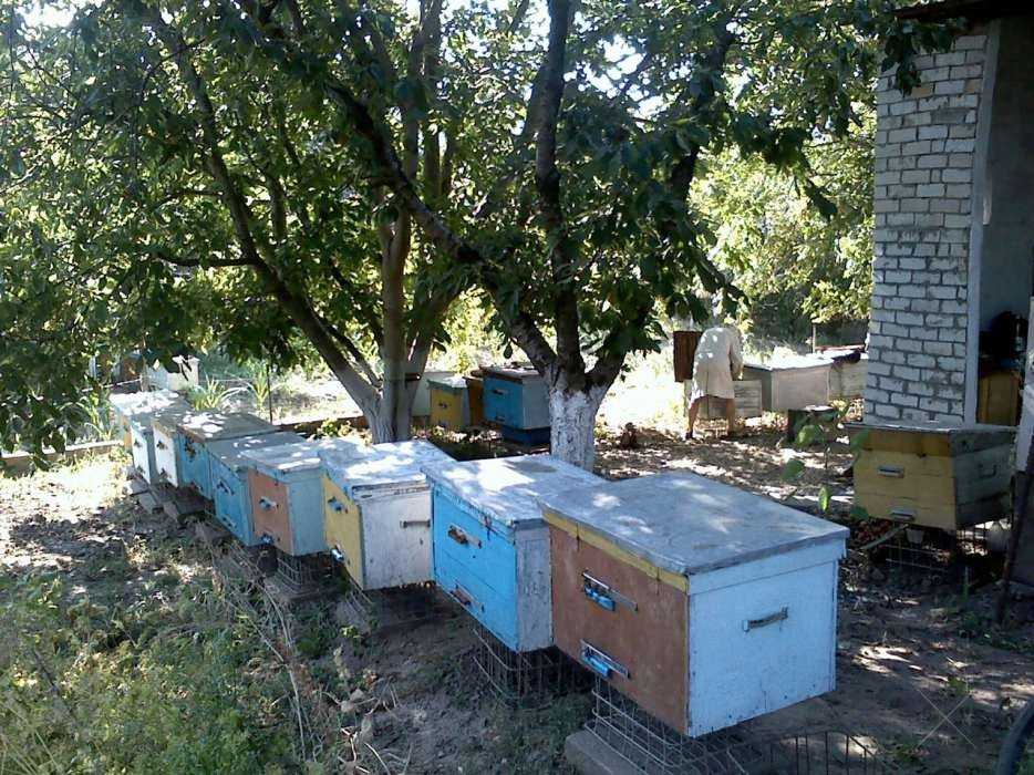 Продается мед и продукты пчеловодства