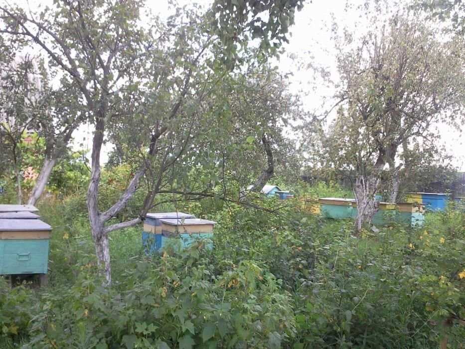 Мед натуральный 100% /в Киеве