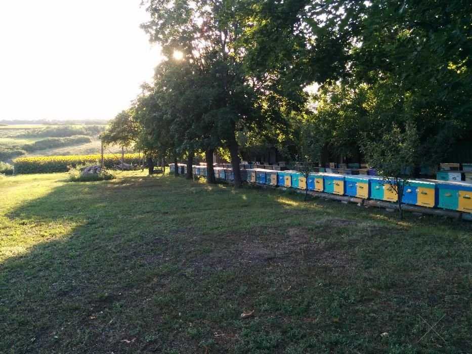 Сотовий мед з власної пасіки