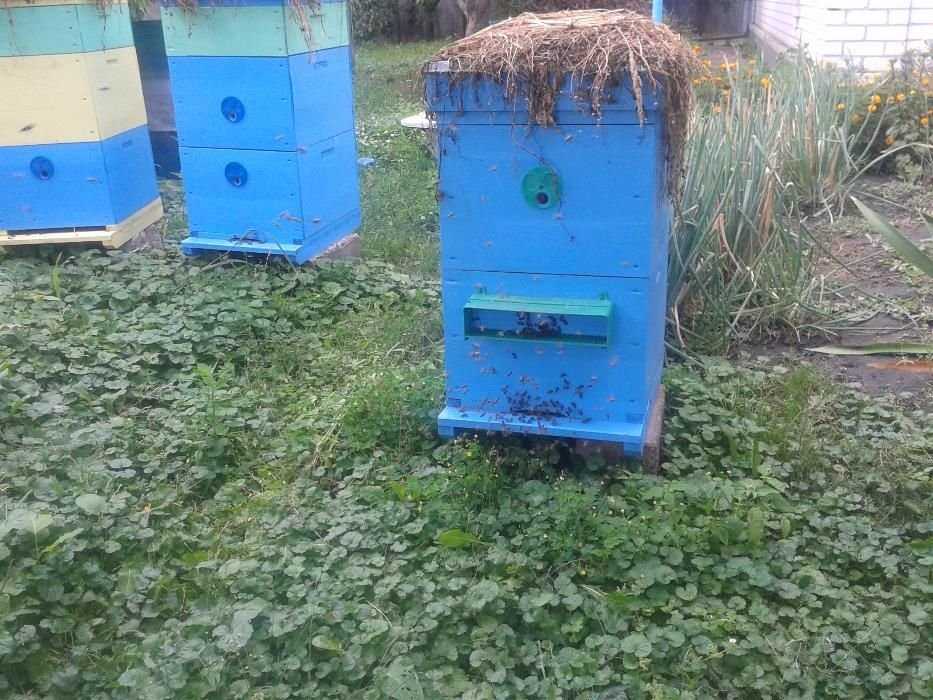 Мед з власної пасіки