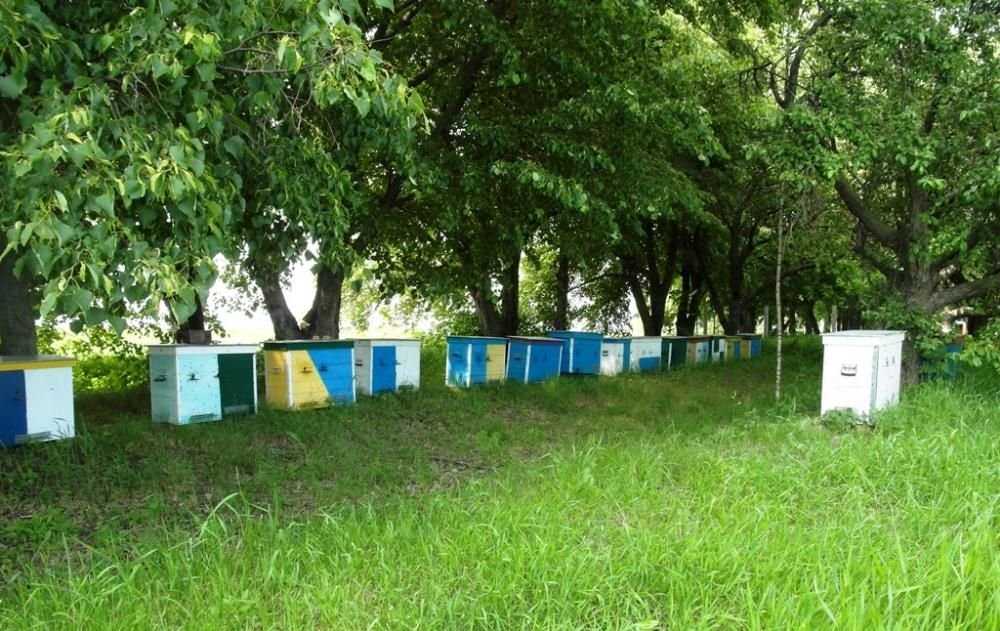 Домашний мед подсолнуха, акации, липы, собственная пасека, урожай 2016