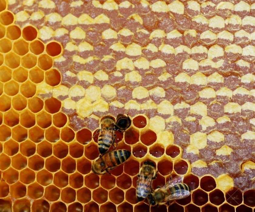 Продам мед ЛИПОВЫЙ из домашней пасеки