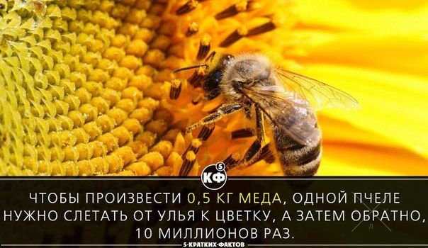 Мёд липа и акация !!!
