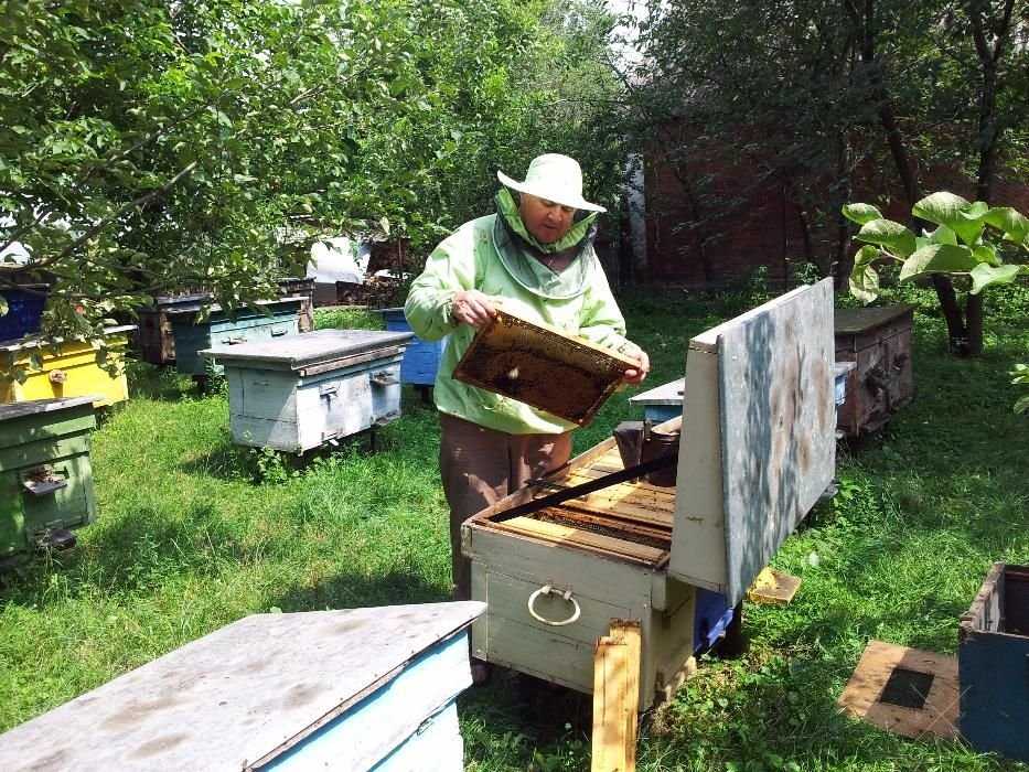 Свіжий мед з власної пасіки