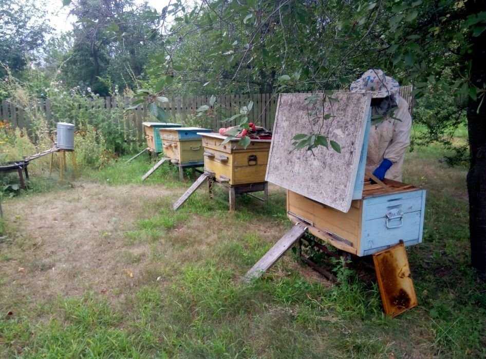 Мед из собственной пасеки цветочныц