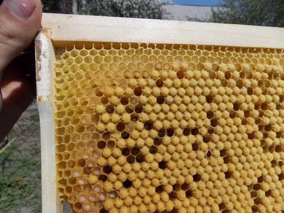 Продам натуральный мед со своей пасеки