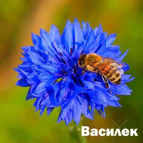 Мёд разнотравье, цена за 1 литр