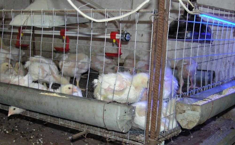 Курица цыплята табака тушки под заказ эко продукт бройлер