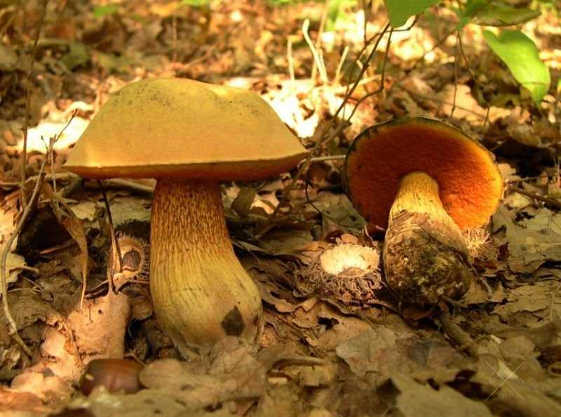 Грибы маринованные к Новогоднему столу