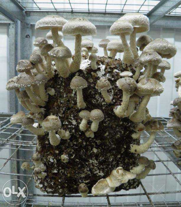Свежие грибы шиитаке