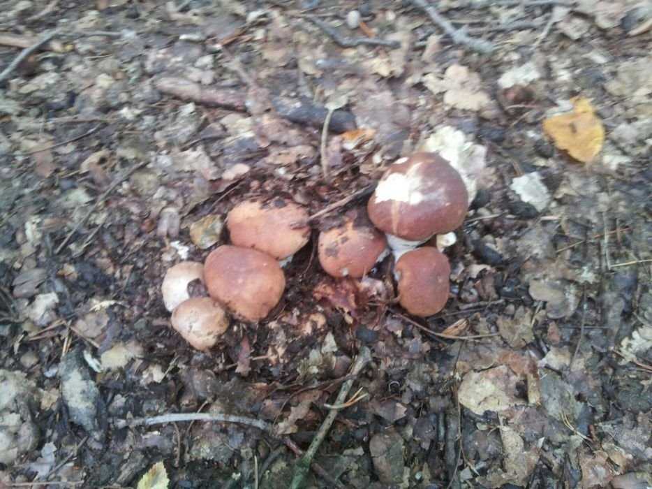 Продам грибы белые (мороженые)