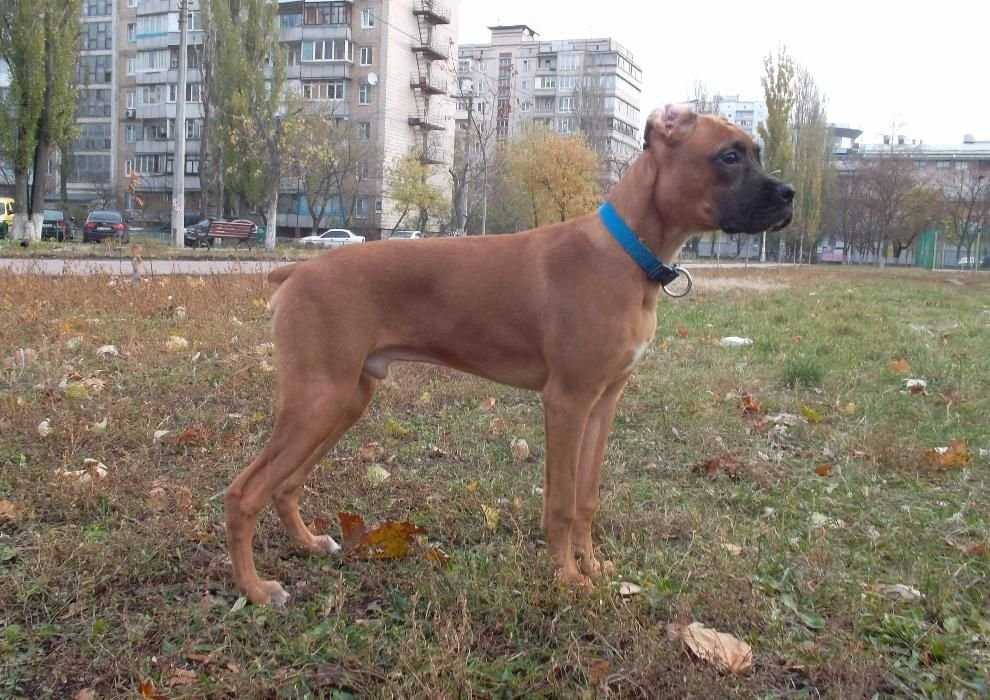 Продаются щеночки Немецкого боксера