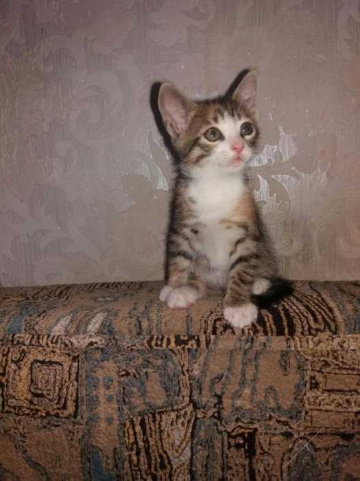 Милые котята-ребята ждут любящих хозяев