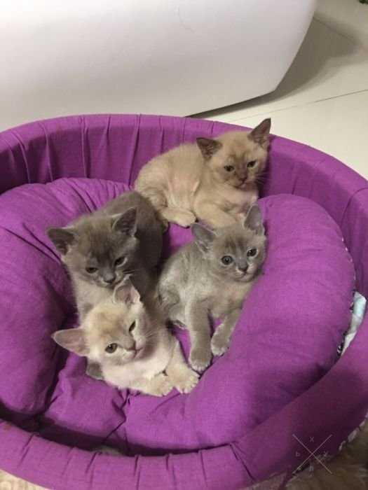 Котята породы Бурма