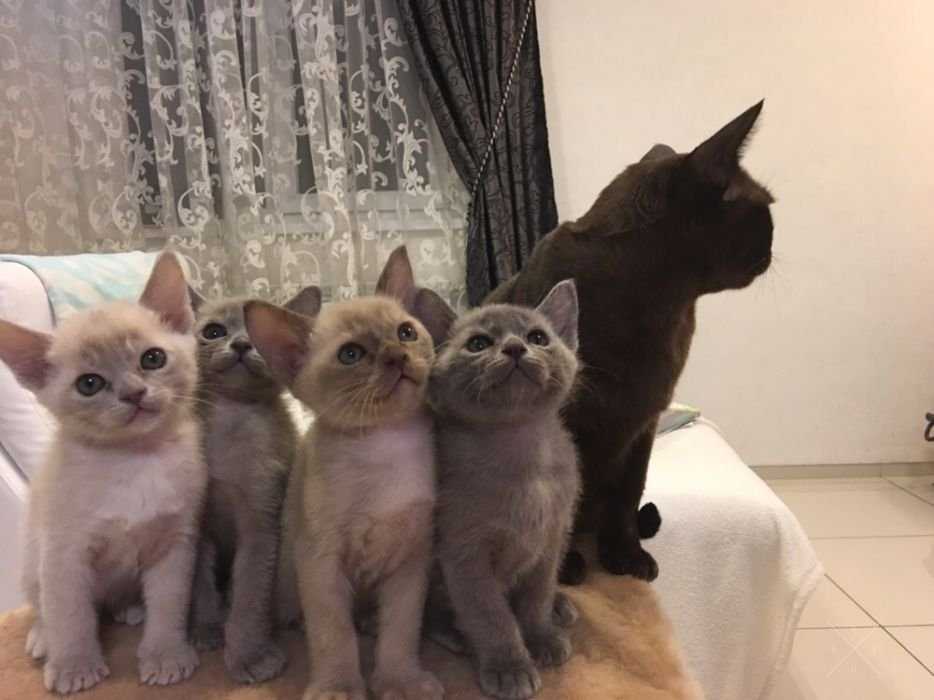 Котята породы Бурма