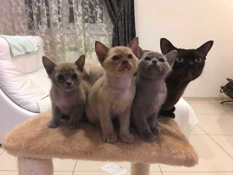 Котята породы Бурма