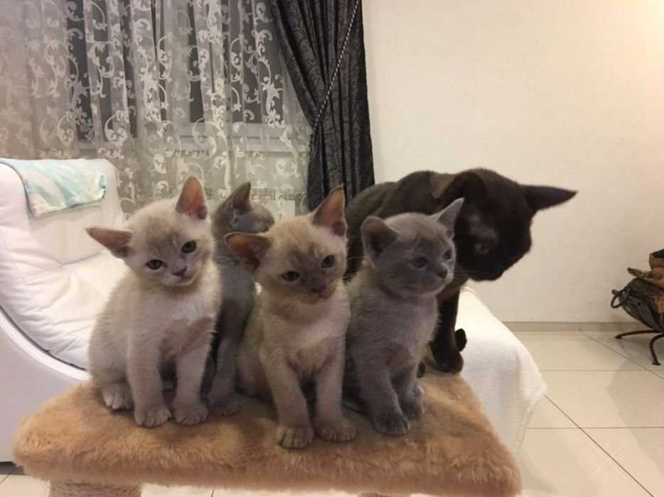 Котята породы Бурма