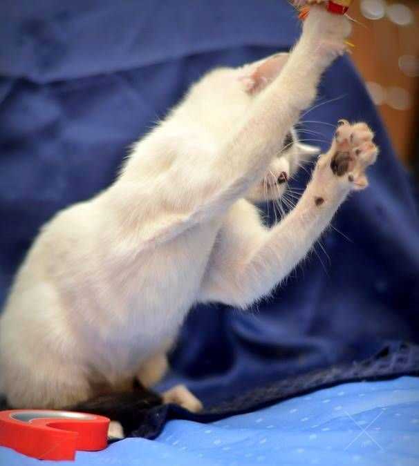 кошенятко хлопчик 4м