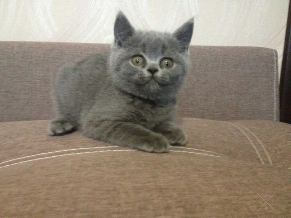 Страйтовый котенок