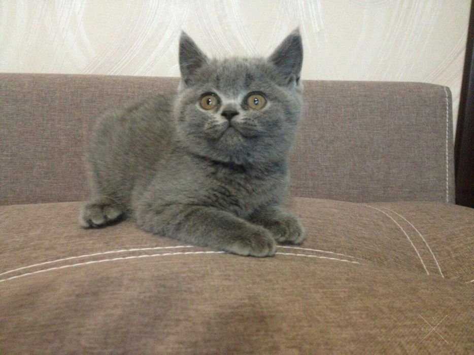 Страйтовый котенок