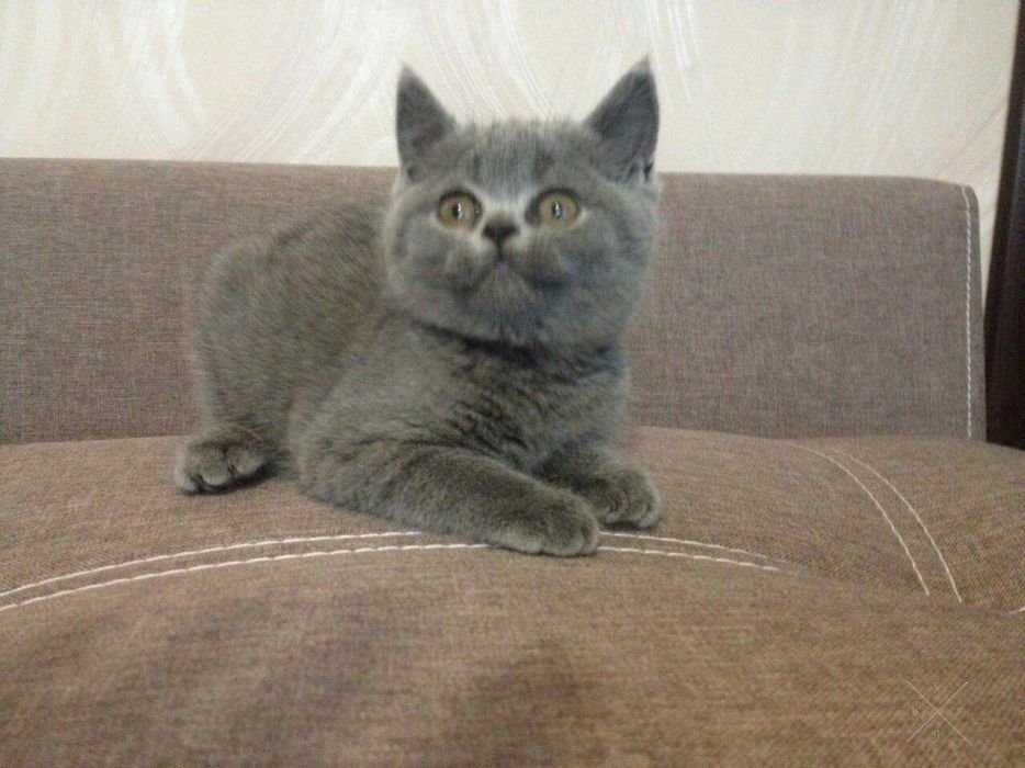 Страйтовый котенок