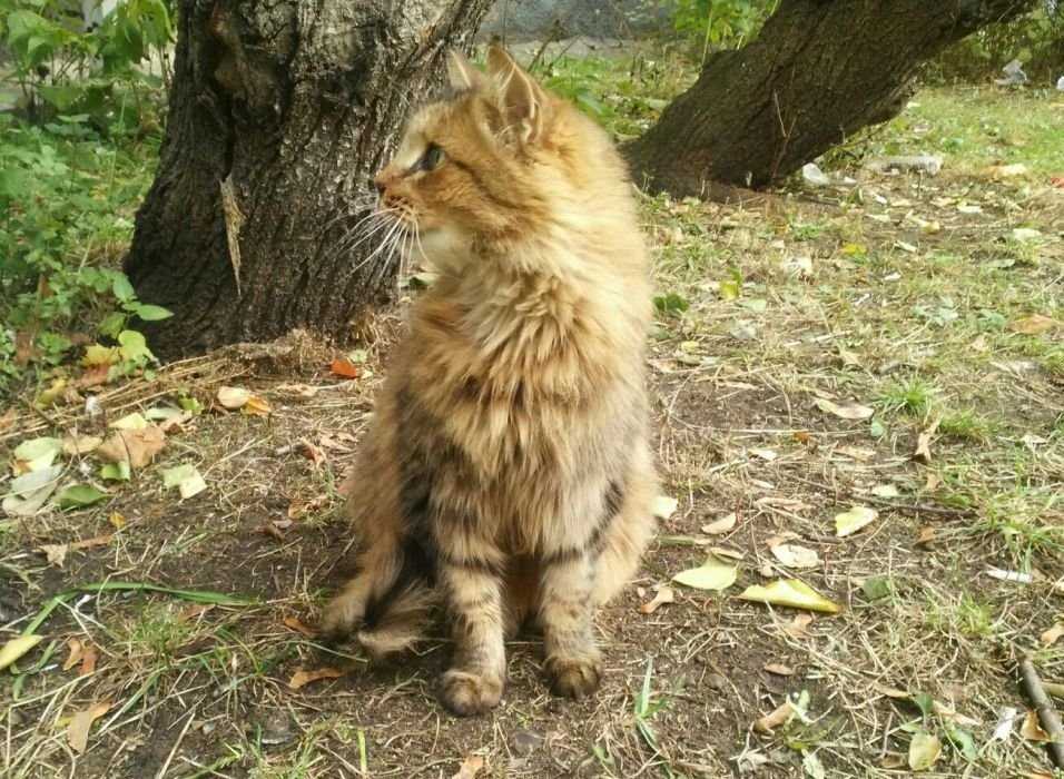 Огромный шикарный кот! Срочно!