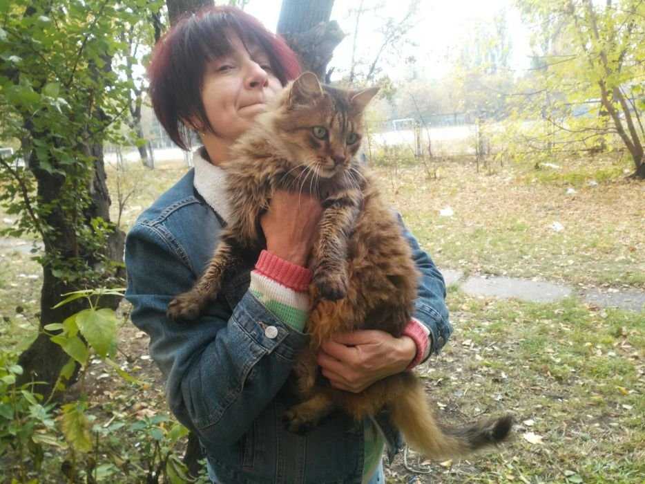Огромный шикарный кот! Срочно!