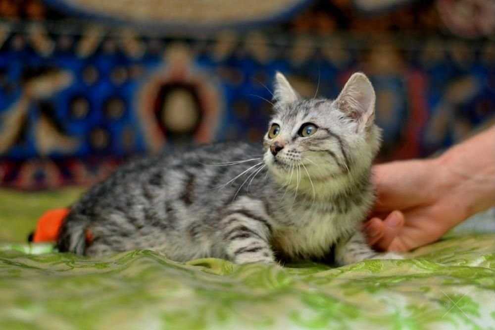 кошенята, хлопчики і дівчатка, супер красиві.