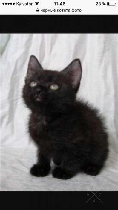 Кошечка чёрная