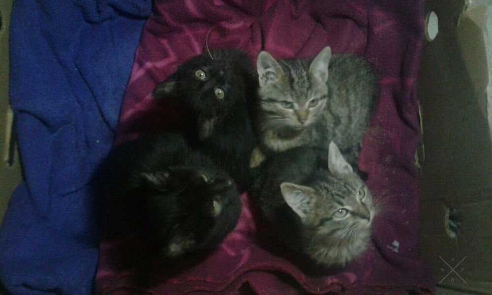 Кошечка чёрная