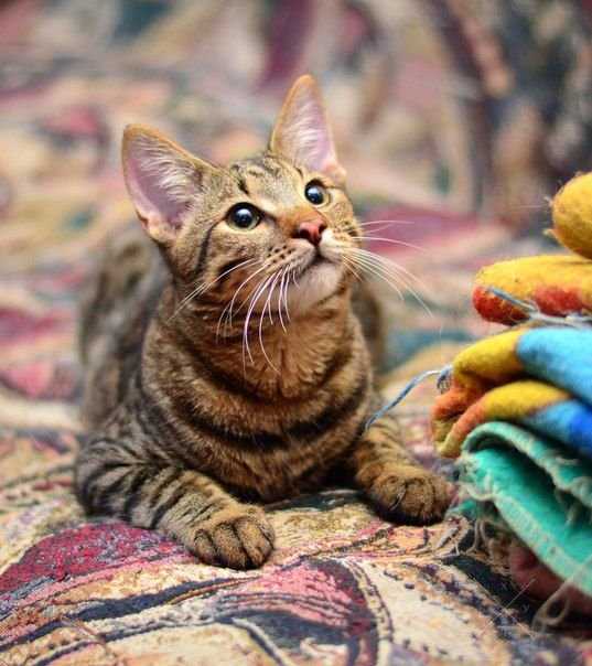 Котенок Барсик 7 м, тигровый окрас, кастрирован