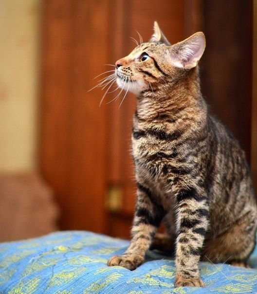 Котенок Барсик 7 м, тигровый окрас, кастрирован