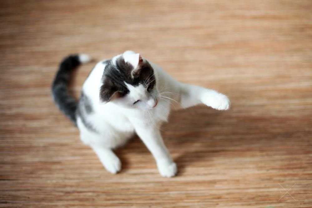 Котик Кирюша мечтает о семье