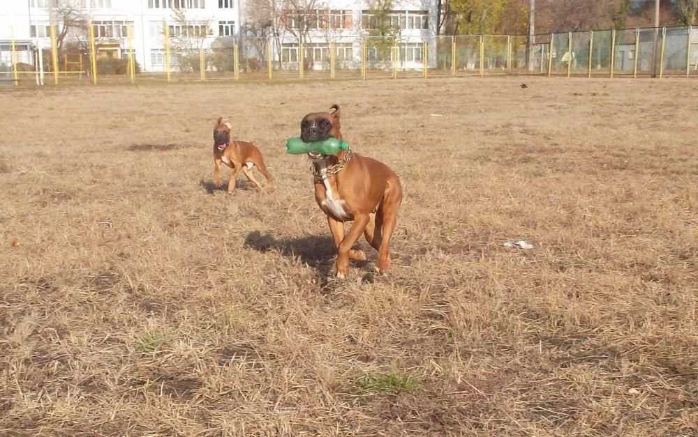 Продаются щеночки Немецкого боксера
