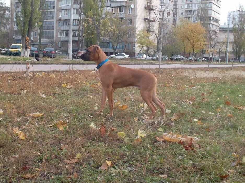 Продаются щеночки Немецкого боксера