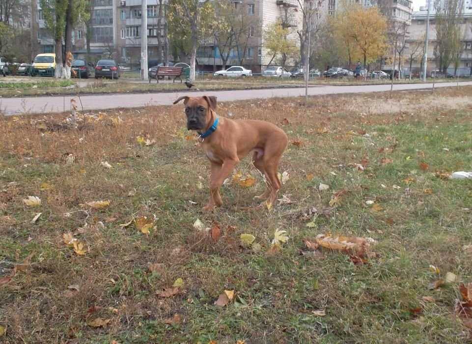 Продаются щеночки Немецкого боксера