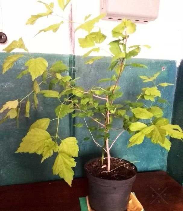 Шикарный молодой Гибискус!
