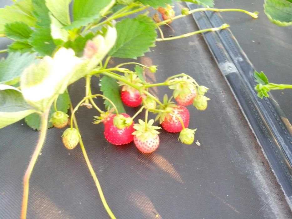 Агроволокно Premium-Agro 50 г/м² черное (1,6*100м) Польша, от сорняков