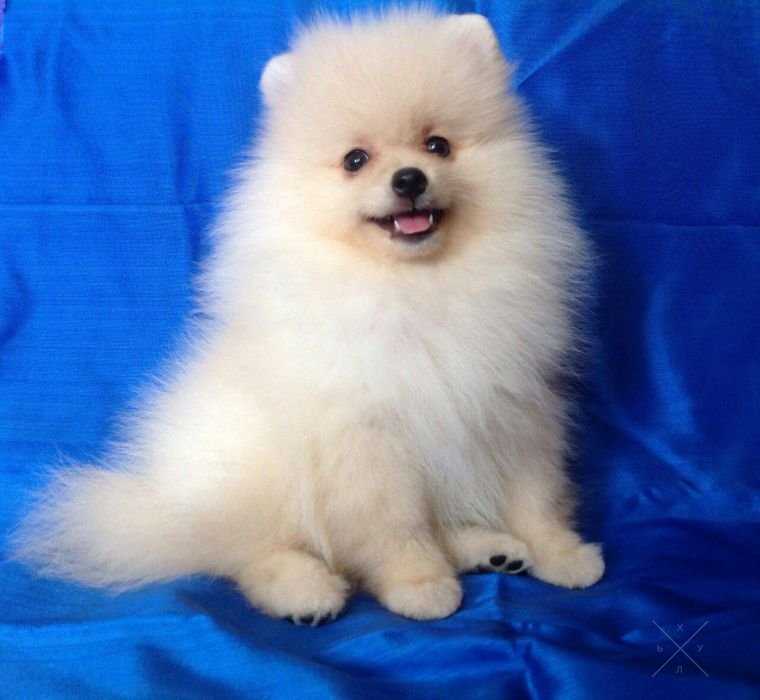 Мальчик кремовый шикарный