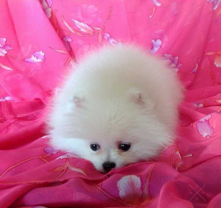 Шоу-класс мальчик КСУ