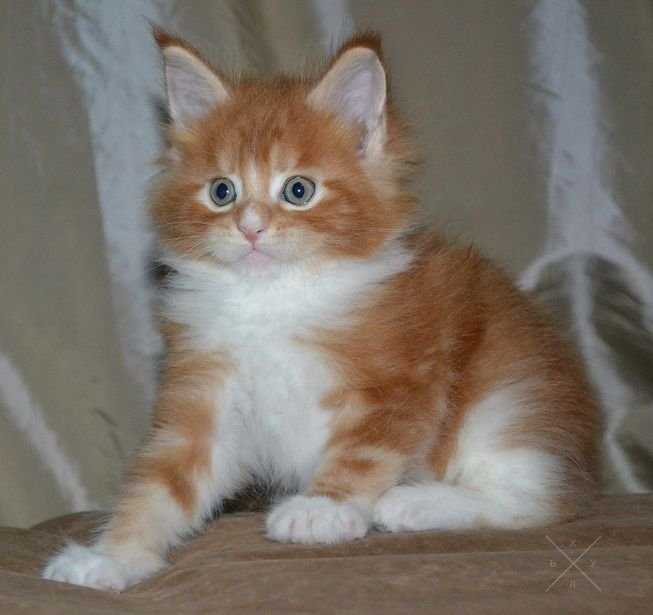 Шикарные котята мейн кун из питомника Yanika Coon!