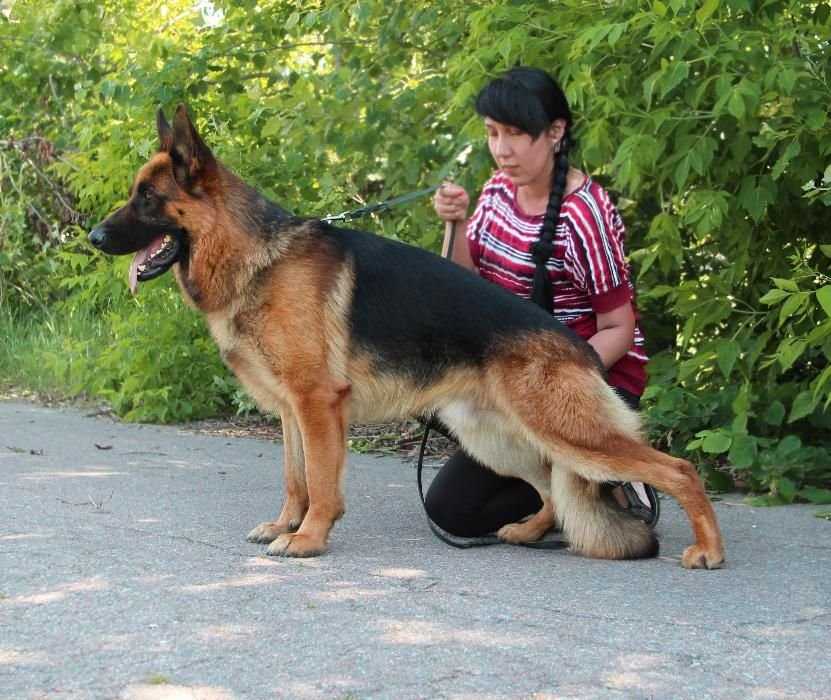 Дети от очень красивого кобеля Немецкой Овчарки!! Шоу класса.