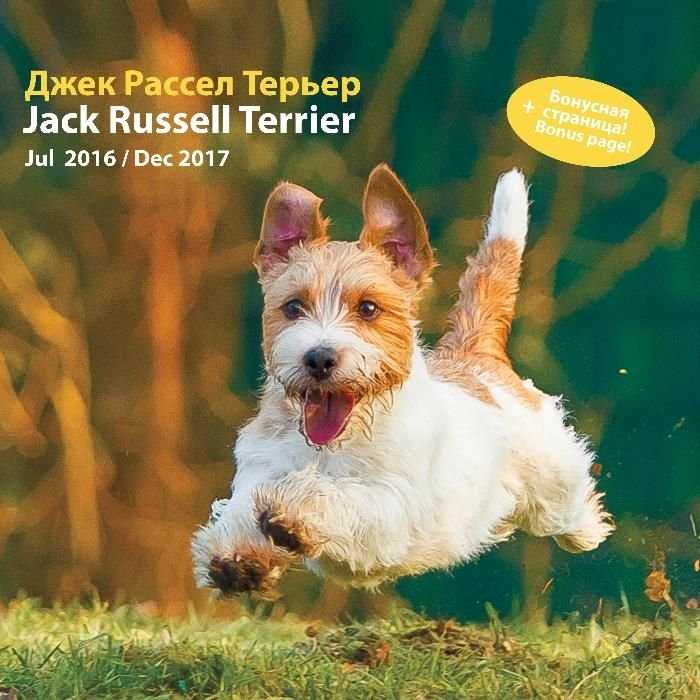 Джек Расселл Терьер, календарь на 2017 год