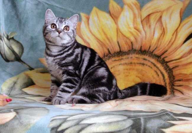 БРИТАНСКИЕ котята классического МРАМОРНОГО окраса