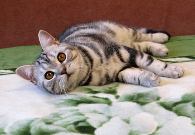 БРИТАНСКИЕ котята классического МРАМОРНОГО окраса