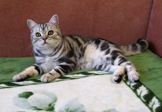 БРИТАНСКИЕ котята классического МРАМОРНОГО окраса