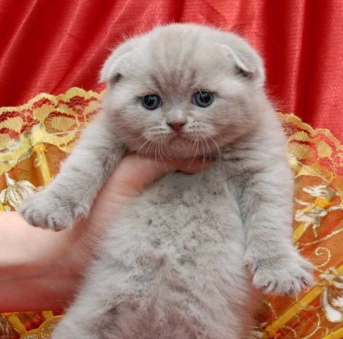 Котенок лиловый фолдик