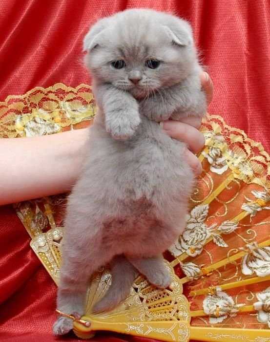 Котенок лиловый фолдик