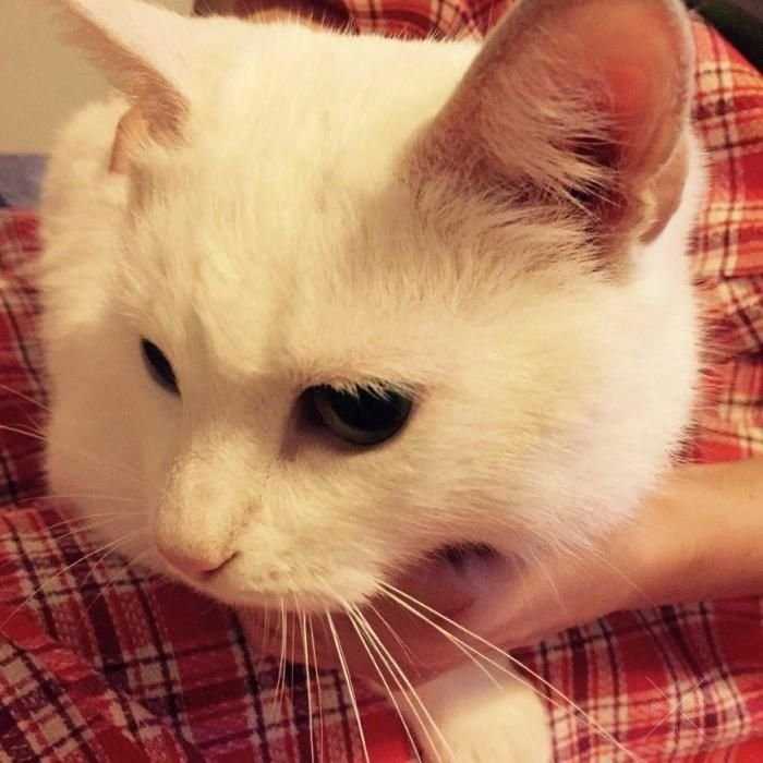 Нежная кошечка Белоснежка