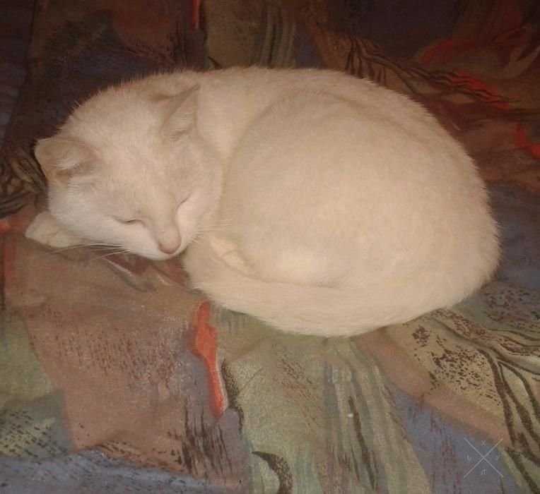 Нежная кошечка Белоснежка